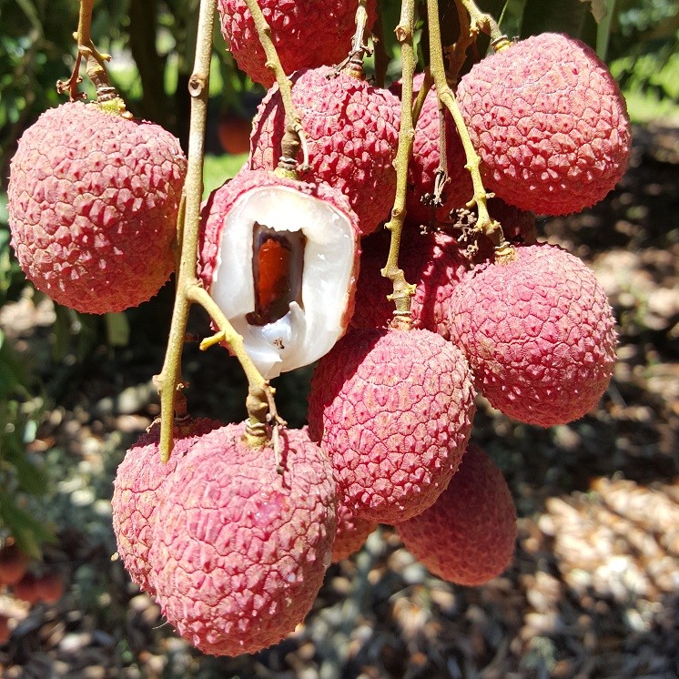 Fruit Variety Picture